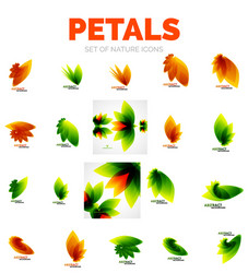 flower petals and leaves Vector Image