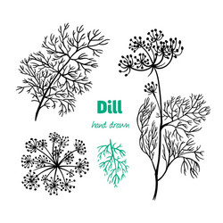 dill plant hand drawn vector