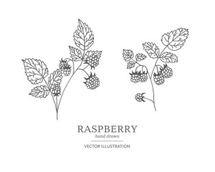 Hand drawn raspberry branches vector