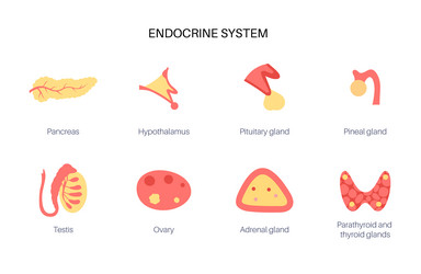 Endocrine system Royalty Free Vector Image - VectorStock