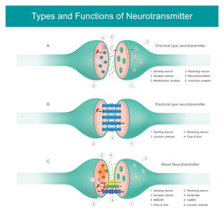 types and functions of neurotransmitter vector image