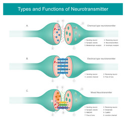 Types and functions of neurotransmitter vector