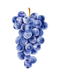 Black Grapes Watercolor Vector Image