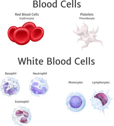 Types lymphocytes t b nk Royalty Free Vector Image