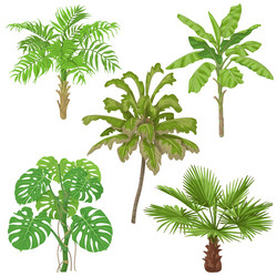 Tropical Plant Collection Vector Image