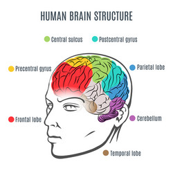 Human brain structure vector