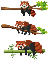 Red pandas on tree branches vector