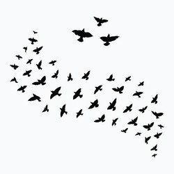 silhouette a flock birds black contours Vector Image