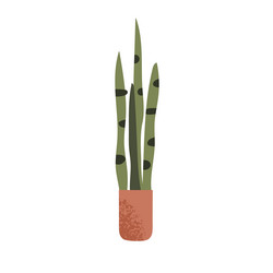 Sansevieria green snake plant in pot tall devil vector