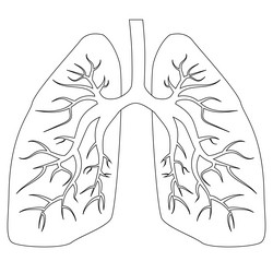 Outline of lungs with bronchi isolated on white vector