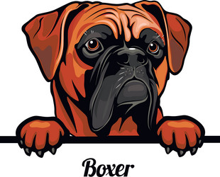 Boxer Dog Head Portrait - Color Vector Image
