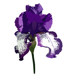 Iris Flower Tattoo Vector Images (over 150)