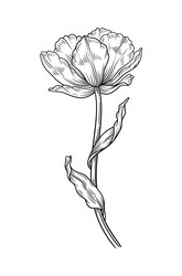 tulip with leaves blooming flower in graceful Vector Image