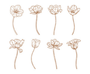 tulip flowers with stems set line art style Vector Image