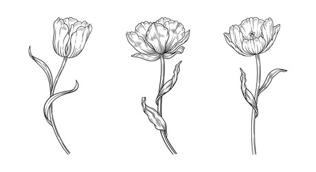 three sketched flowers with leaves contour Vector Image