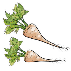 parsnip for cooking cartoon isolated object vector