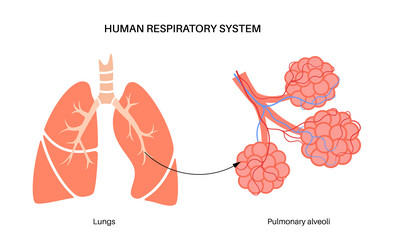 Anatomical medical scheme respiratory system Vector Image
