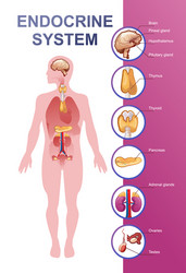 Endocrine system Royalty Free Vector Image - VectorStock