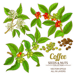 Young arabica coffee tree isolated on white Vector Image