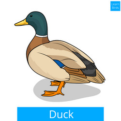 duck learn birds educational game vector image