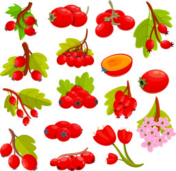 Hawthorn berry icons set cartoon style vector