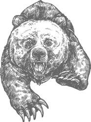Aggressive Bear Attack Sketch Vector Image