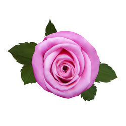 Realistic pink rose on white background Royalty Free Vector