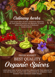 Spice & Herb Collection vector image