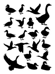 Duck Silhouettes - Animal Set Vector Image
