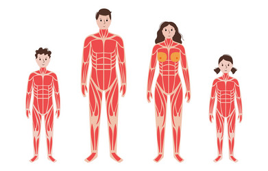 Human body system skeleton muscular Royalty Free Vector