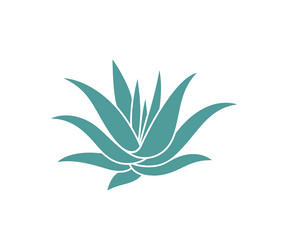 Blue Agave Vector Images (over 960)