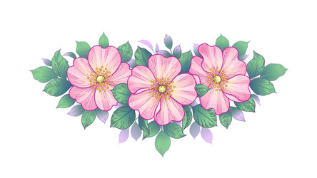 Pink Dog Rose Flowers Vector Image
