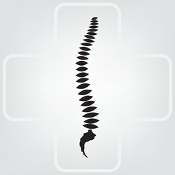 Spine Anatomy Diagram Royalty Free Vector Image