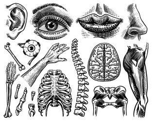 anatomy human bones and muscles set organ vector