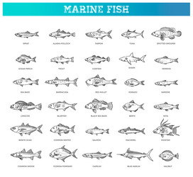 Saltwater fish set types marine and ocean Vector Image