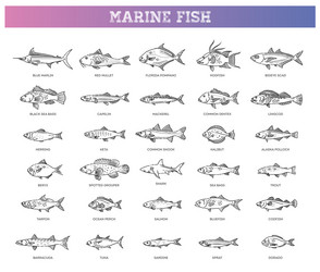 Set of fish Royalty Free Vector Image - VectorStock