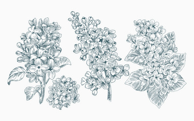 Lilac Flower Line Art Set Vector Image