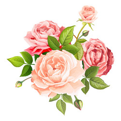 Elegant Pink Rose Bouquet Vector Image