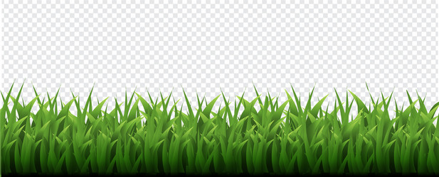 Green grass border transparent background vector