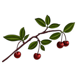 Cherry Branch with Berries Vector Image
