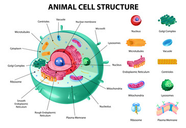 Lysosome Vector Images (over 130) Lysosome Vector Images (over 130)