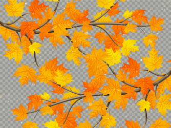 maple branch with colorful leaves isolated vector image
