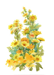 Watercolor Yellow Flowers on White Vector Image