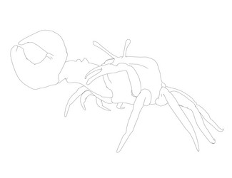 outline of a crab with one huge claw made vector image