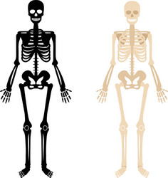 Structure humerus bone with name Royalty Free Vector Image
