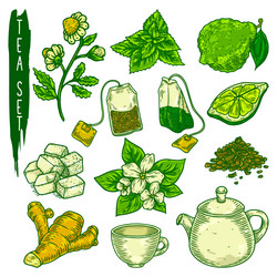 Tea elements sketch in color icons vector