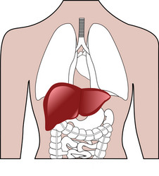 liver location in a human body vector