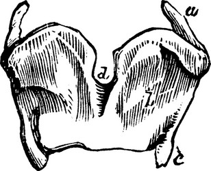 Thyroid cartilages of the larynx vintage vector