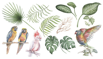 Birds and leaves of the tropics cockatoo monstera vector