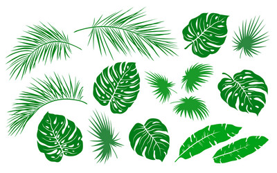 Tropical Palm Leaves Branches Set Vector Image